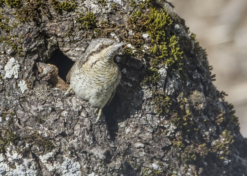 Torcicollo - Jynx torquilla
